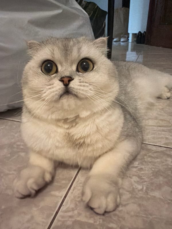 Scottish Fold cat holds court on a Rome apartment floor