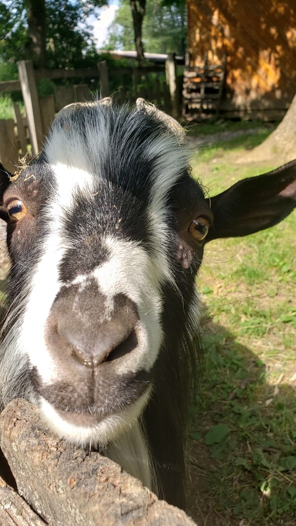 Afternoon visit to a Prešov petting zoo, animals and all
