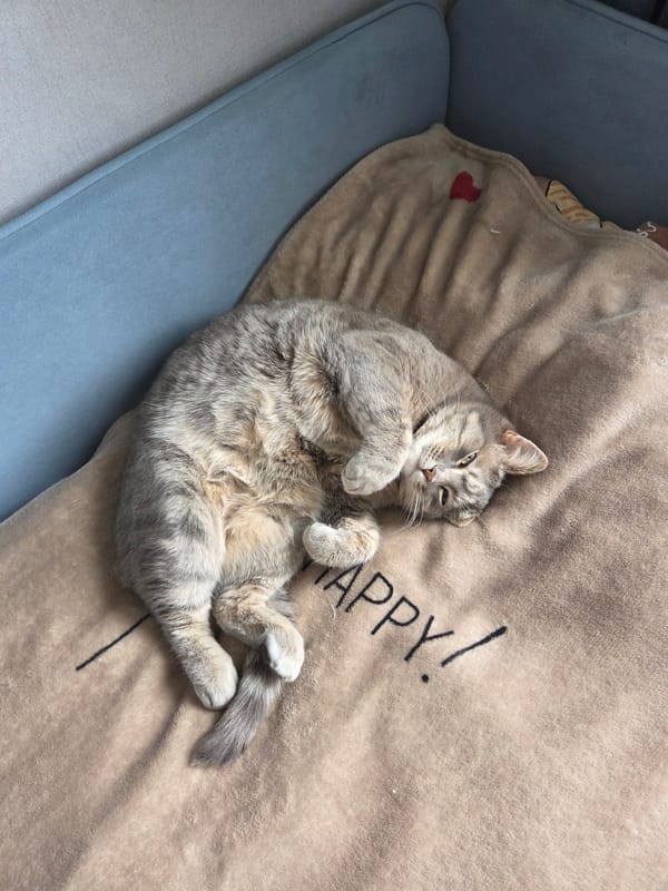 Cat enjoys belly rubs on happy blanket in Birobidzhan