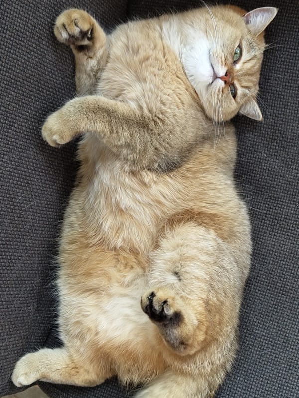 Cats, selfies, and a Freaky Friday in Krasnodar