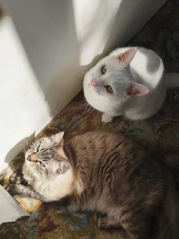 Cats and a chinchilla at home in Sevastopol