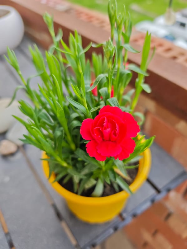 Morning domestic scenes with cat and flowers in Pyatigorsk