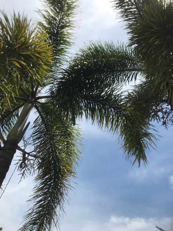 Morning scenes captured in Lhokseumawe: palm trees, Indonesian flag