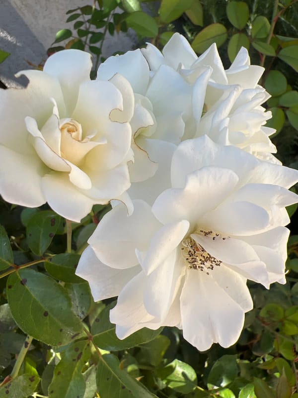 A well-tended Israeli coastal garden in full summer bloom