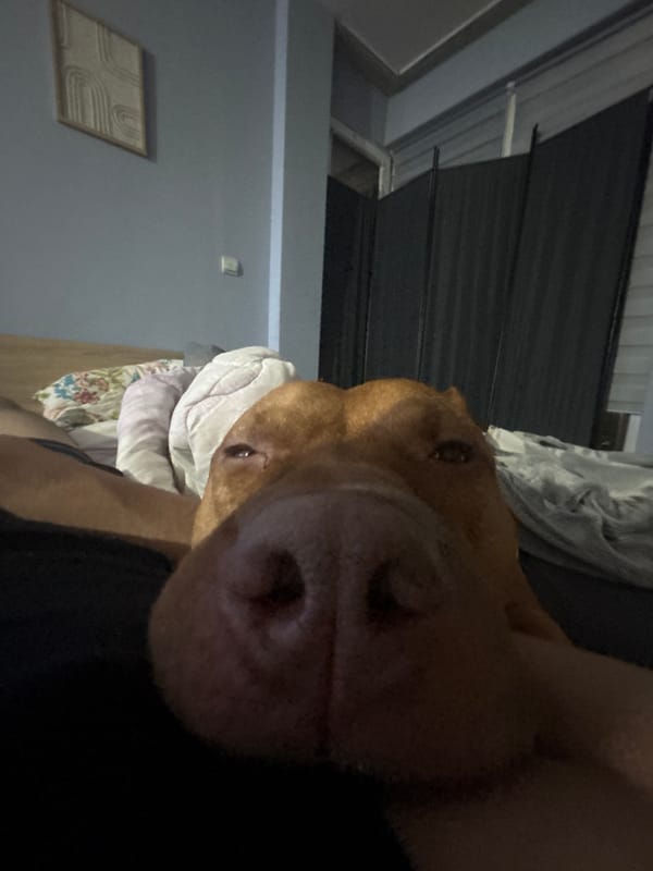 Dog rests on bed in Sofia home