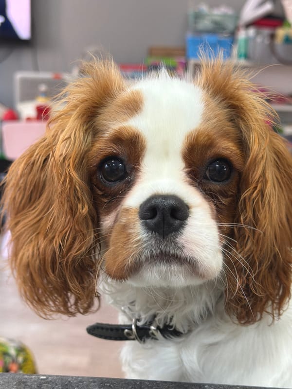 Cavalier King Charles Spaniel living its best couch life
