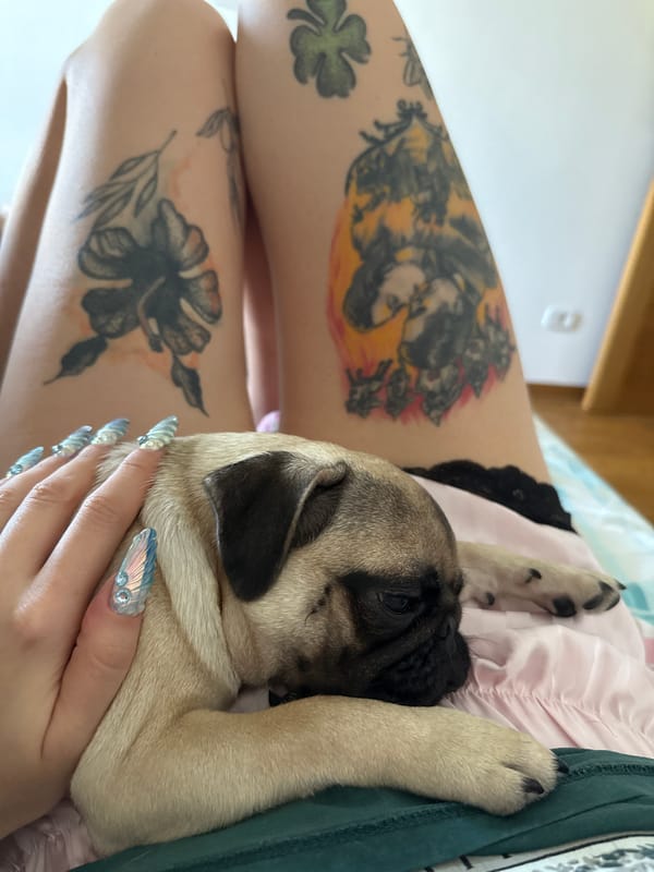 Fawn pug puppy resting under a jeweled hand
