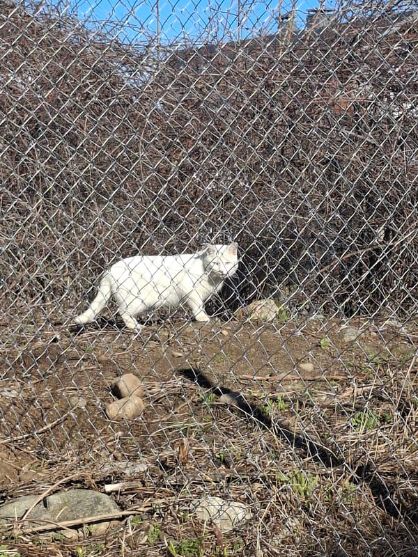 White cat spotted behind fence in Bansko, Bulgaria