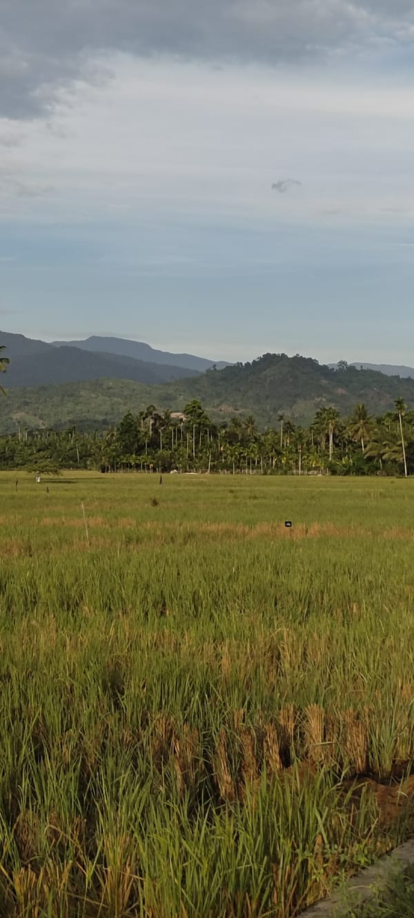 Rural Indonesian village life documented in eight-minute sequence