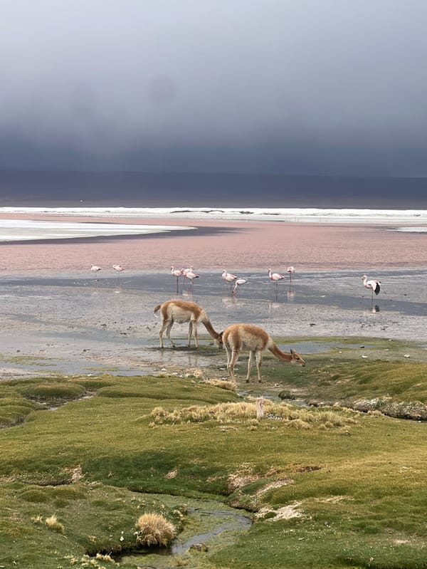 Vicuñas spotted near flamingo lake in Bolivia highlands