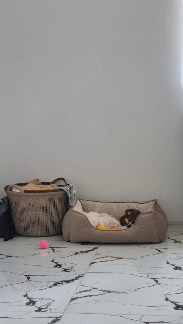 Morning home routine with pet and yoga session in Batumi