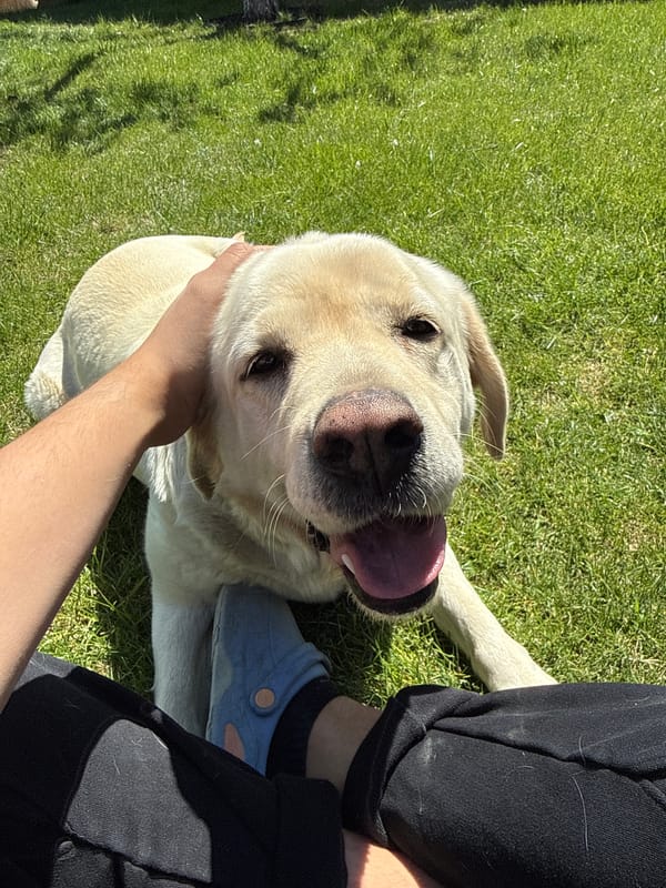 Dog enjoys sunny morning in Bulgarian village garden
