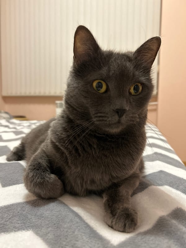 Gray cat photographed resting on striped blanket in Bulgaria