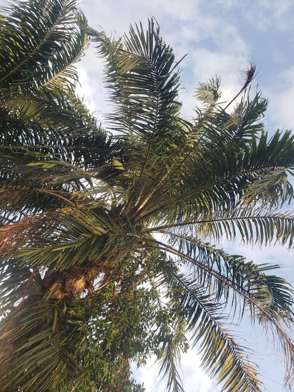 Daily life scenes documented in Gumel, Nigeria