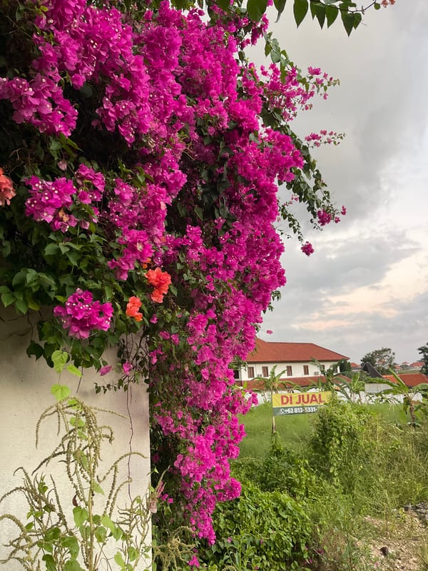 North Kuta slice-of-life: flowers, rice fields, and a quiet evening