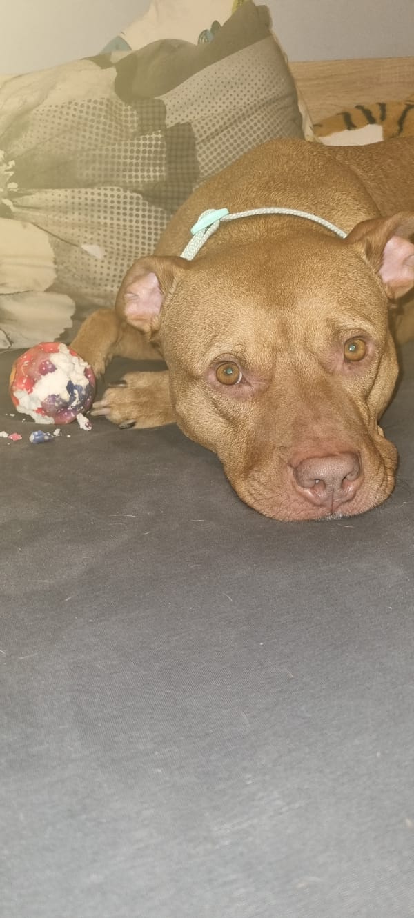Dog rests on bed with damaged toy in Sofia
