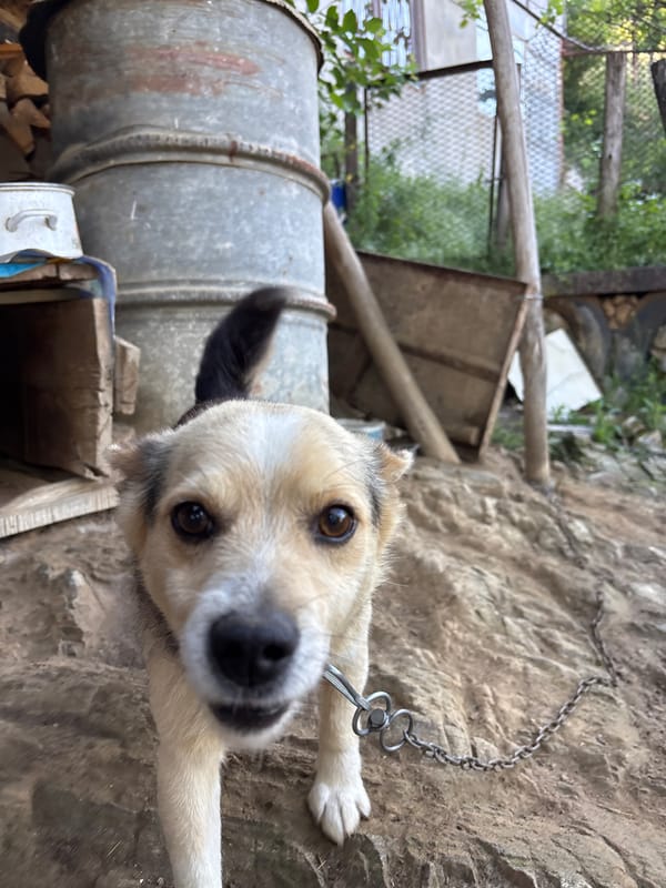 Young man takes morning selfies with chained dog in Bulgaria