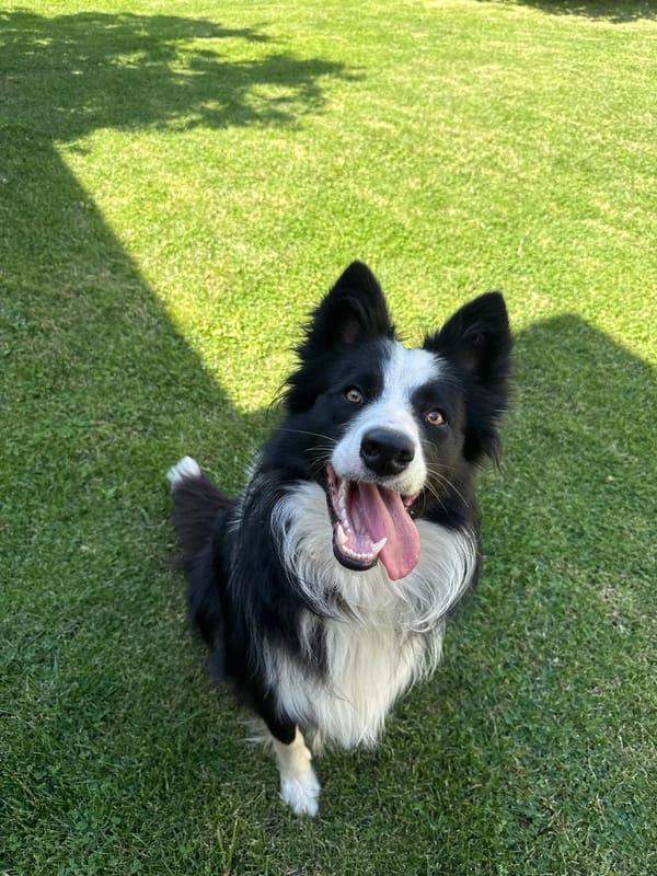 Border Collie relaxing on a sunny lawn in Berkovitsa