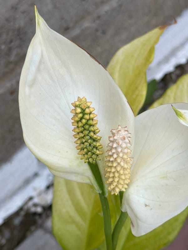 Spring garden blooms and wildlife documented in morning hours