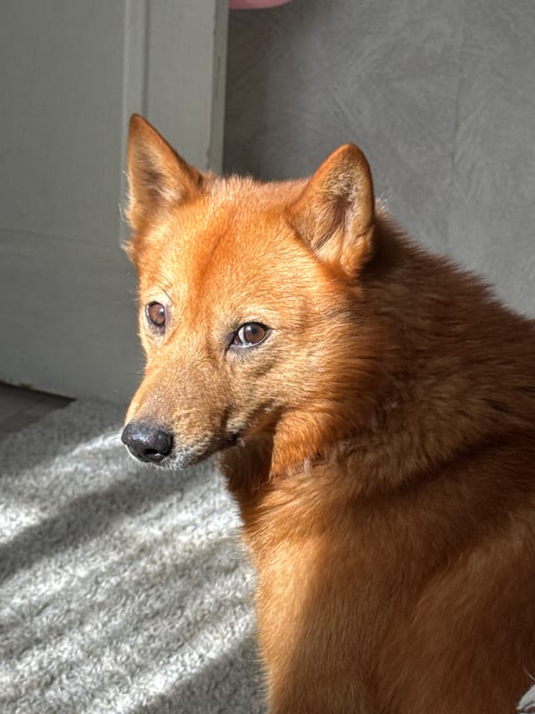 Red dog photographed resting indoors in Chaikovsky, Russia