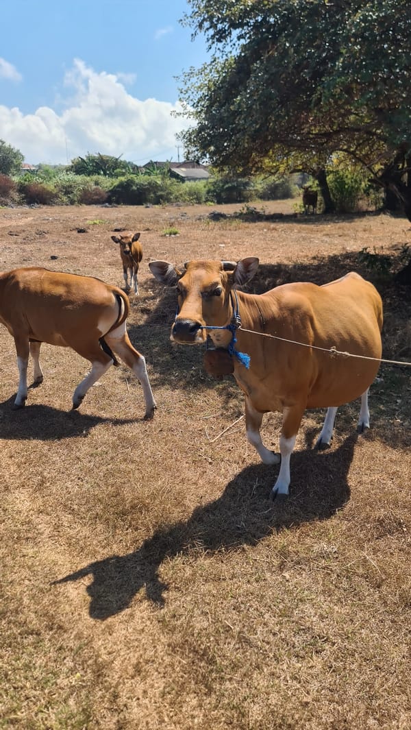 Bali's Bukit Peninsula: paragliding site, coastal cliffs, and grazing cattle