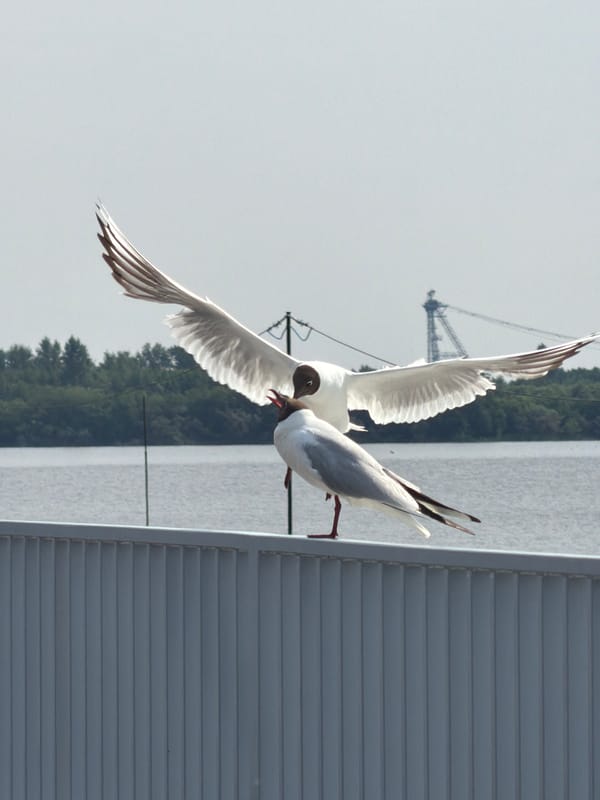 Seagull spreads wings on a railing in Solikamsk
