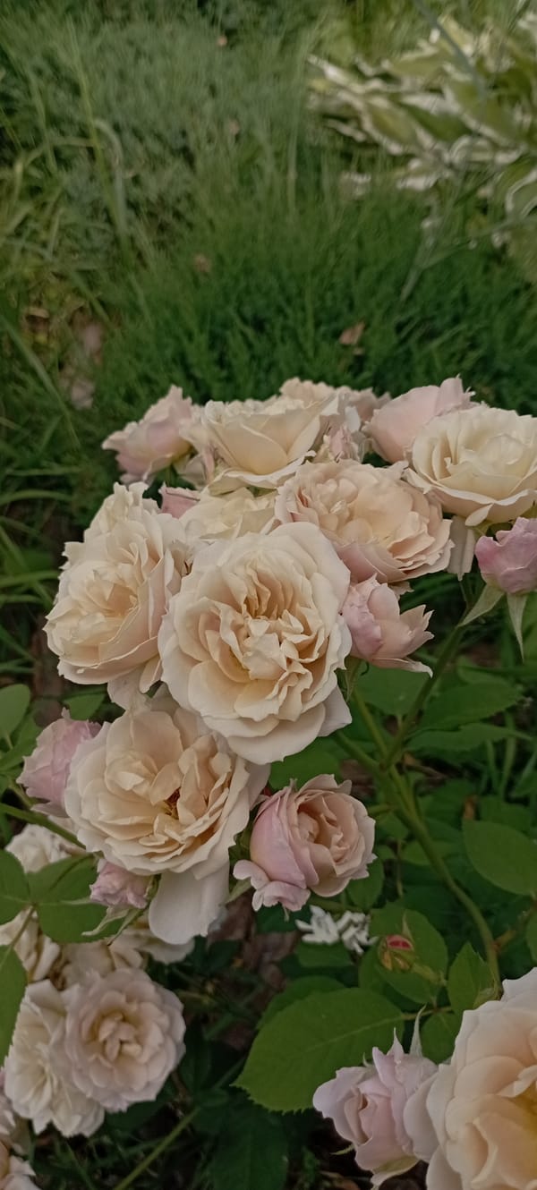 Close-up floral photography: roses and orchids in detail