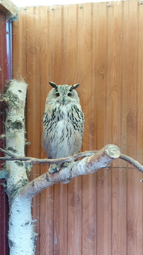 Owl on a branch, goats in a pen — a quiet farm evening