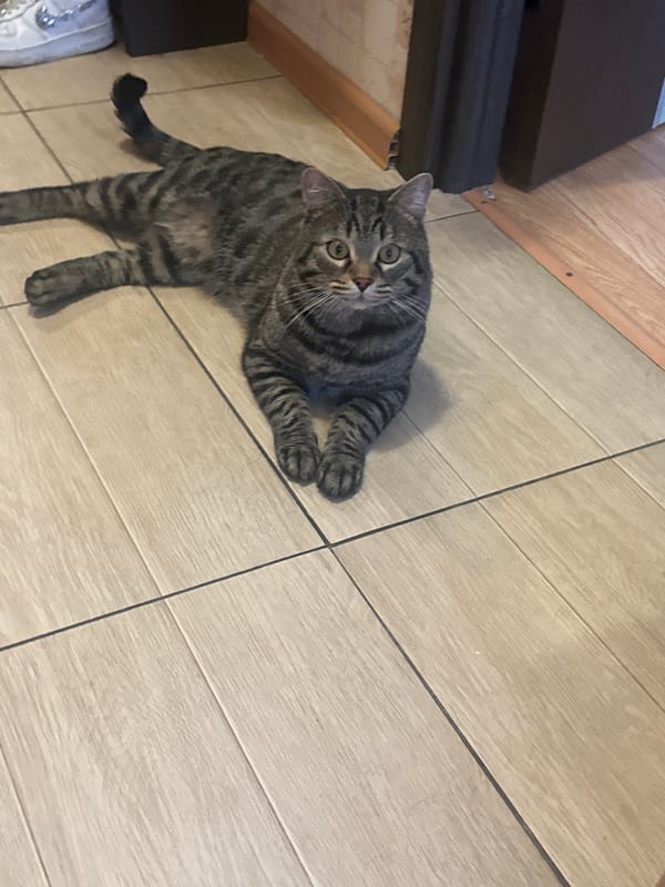 Tabby cat photographed repeatedly on tiled floor in Stavropol