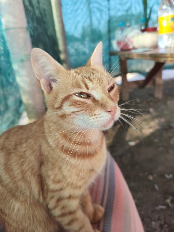 Ginger tabby and garden roses on a quiet afternoon
