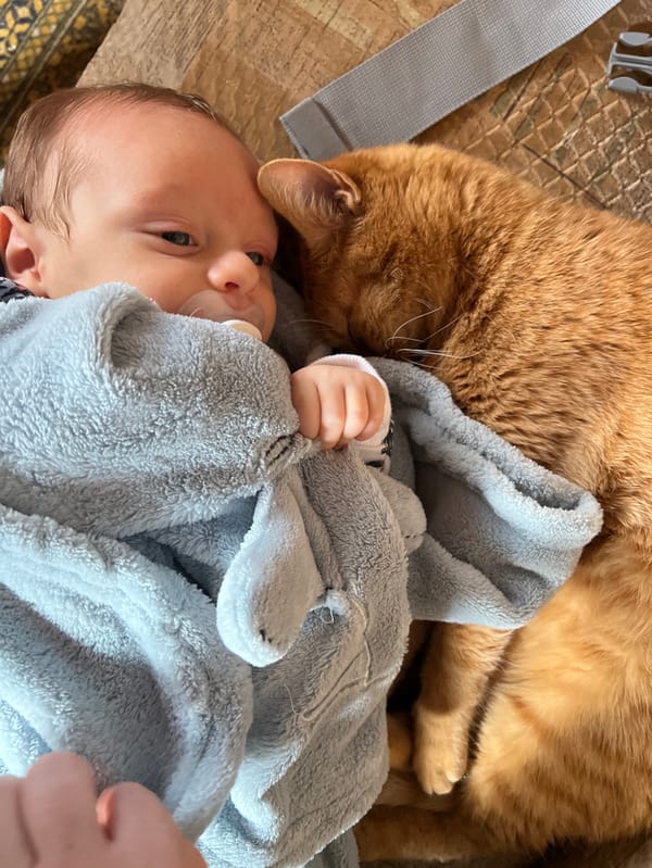Quiet domestic afternoon: mother, baby, cat in German home