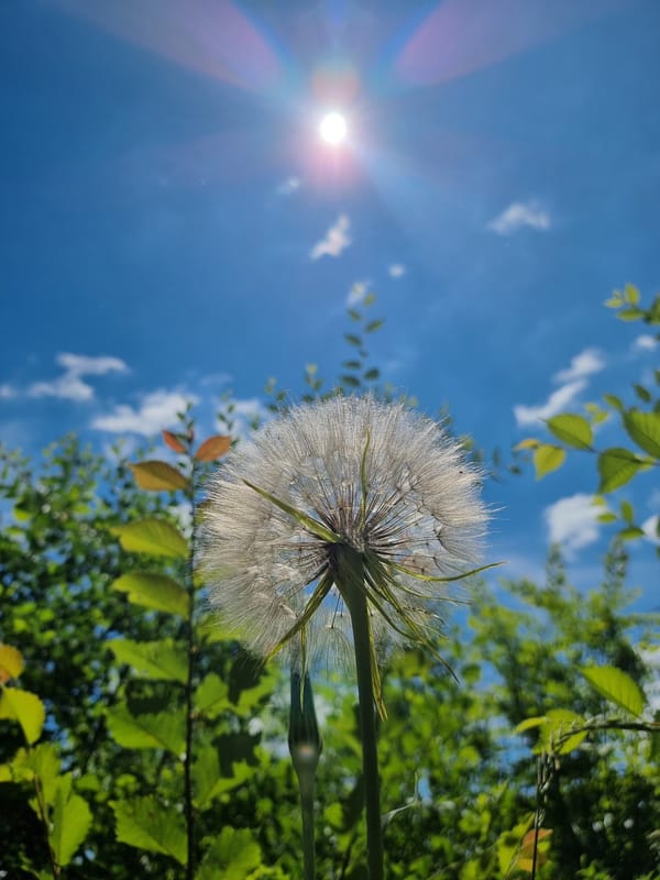 Spring blooms and daily life details around Kryvyi Rih