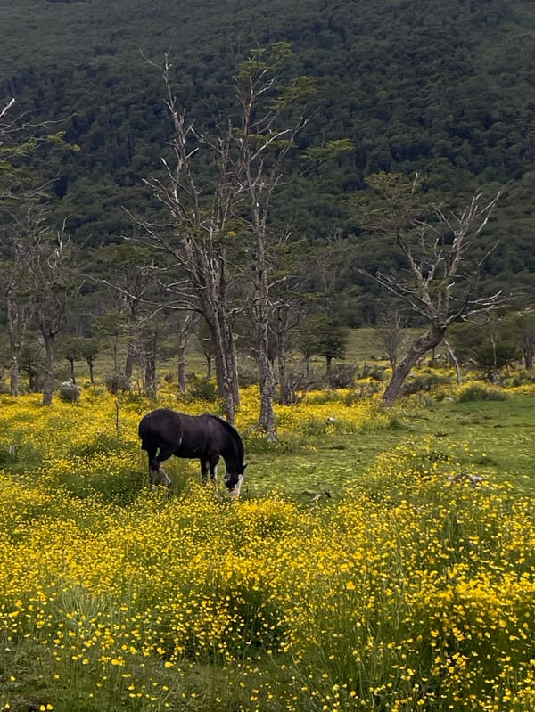 Horses graze in wildflower meadow near Ushuaia, Argentina