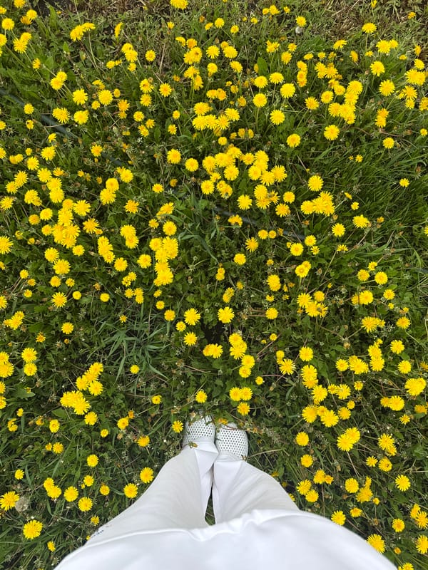 Spring dandelion blooms documented in Russian village Ленино
