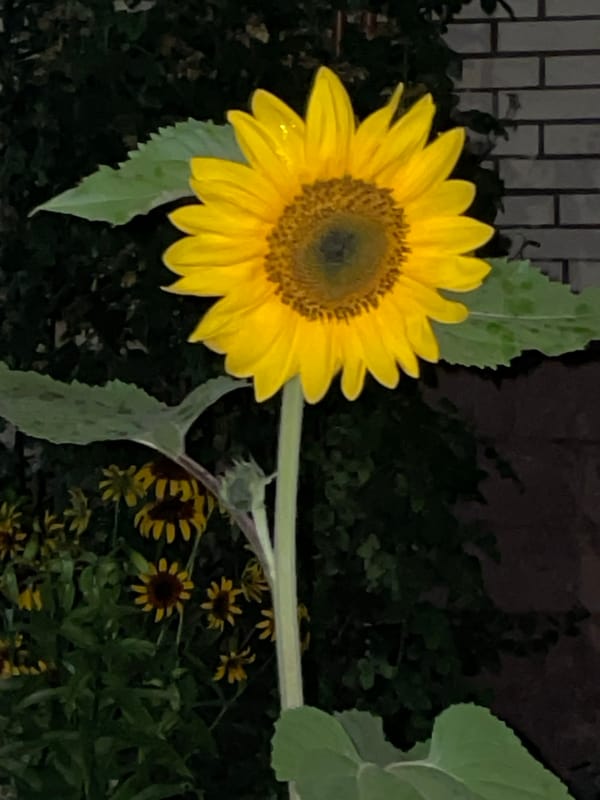 Evening garden flower photography across Krasnogorsk, summer 2026