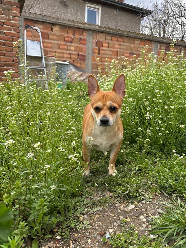 Chihuahua spotted in residential Kuklen neighborhood among spring flowers
