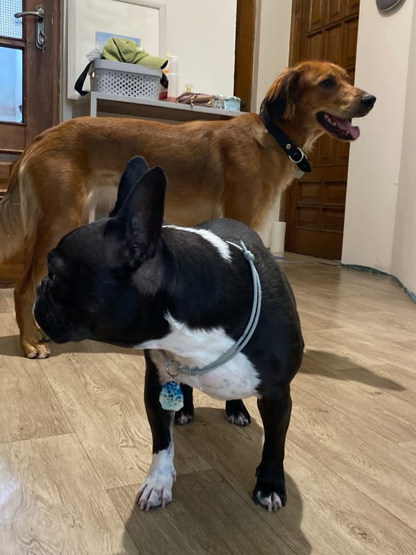 Two dogs relaxing inside a Batumi home on a July afternoon.