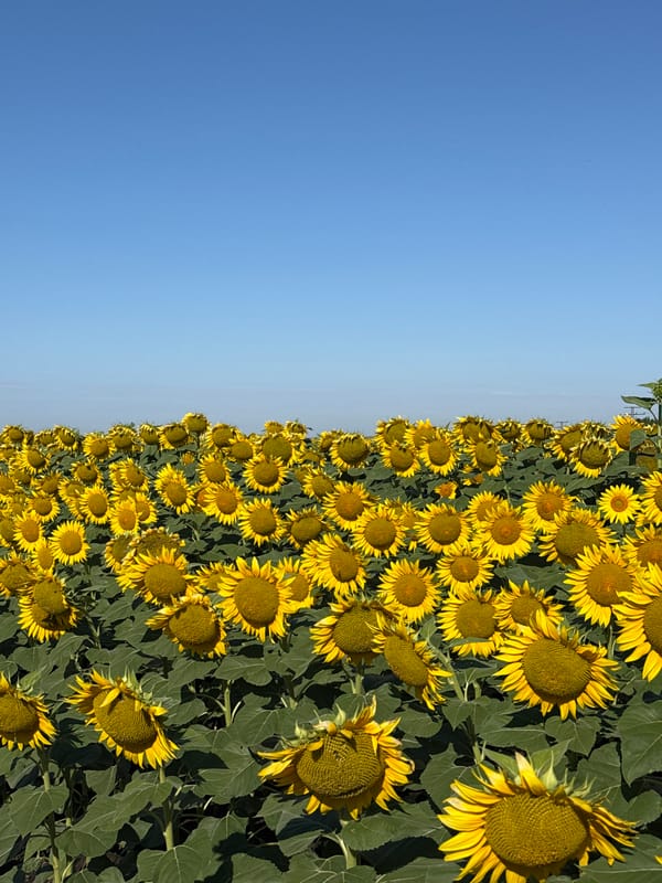 Sunflowers in full bloom across a Burgas field