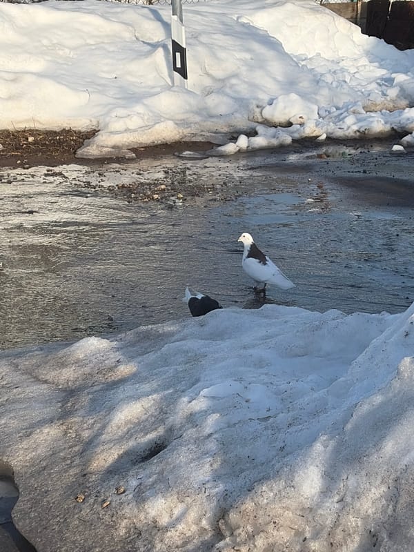 Birds navigate wet winter streets in Kozlovka, Russia