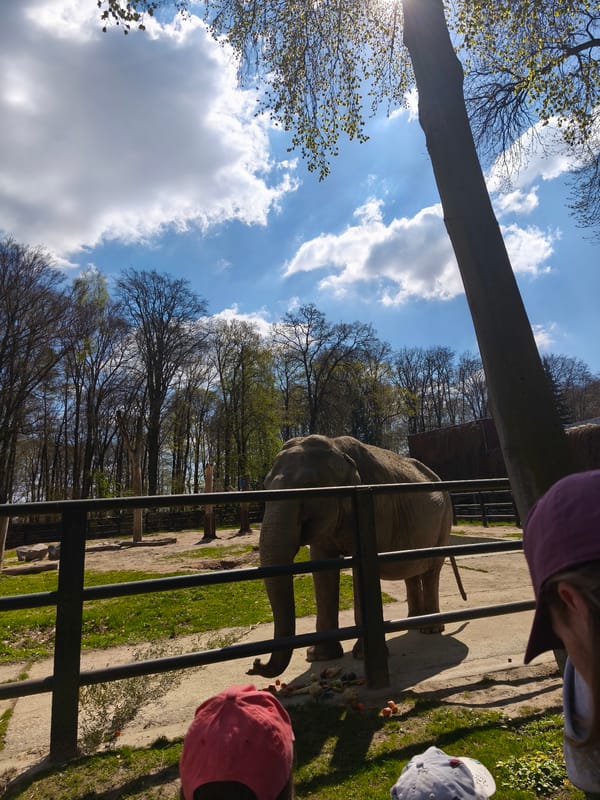 Zoo elephant observed by visitors in Krakow on sunny day