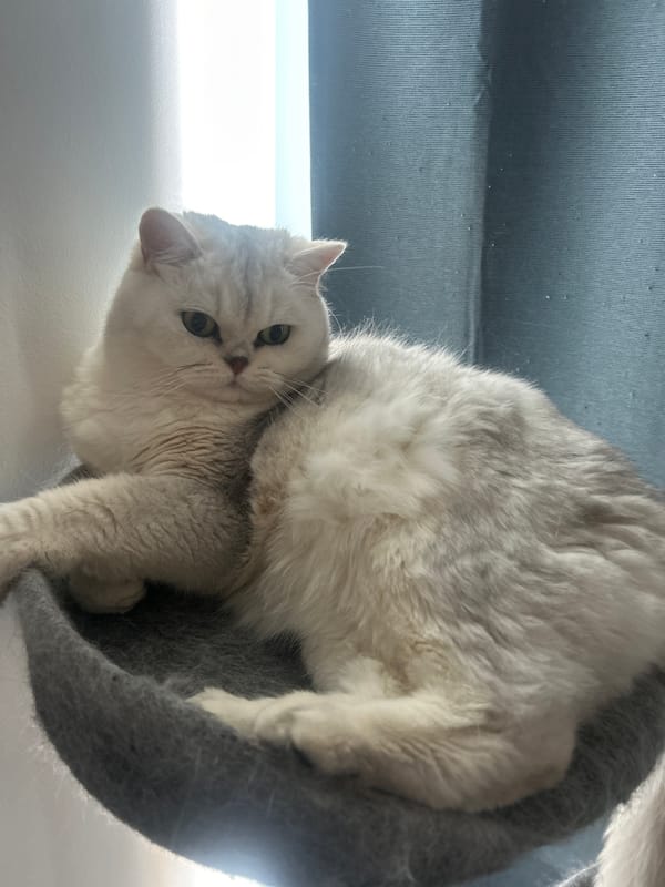 Cat observed resting and playing in London home