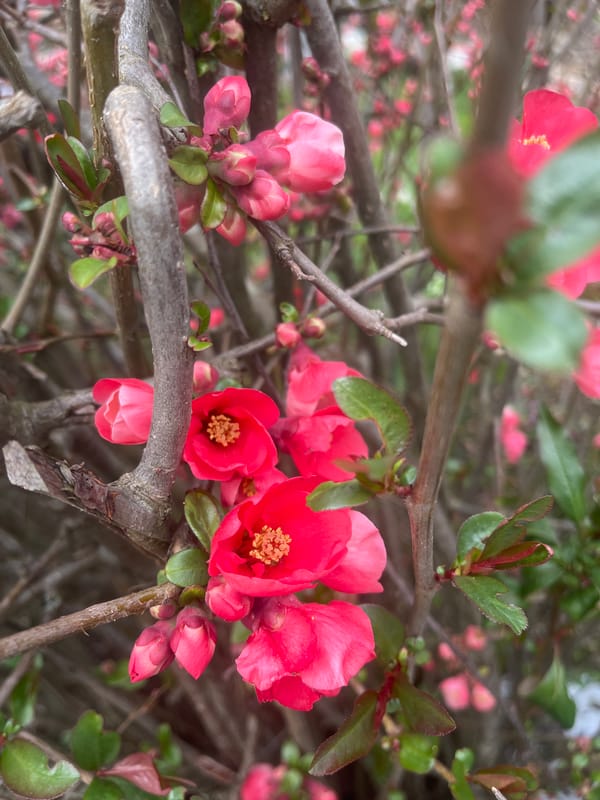 Spring blooms documented in Apriltsi, Bulgaria neighborhood