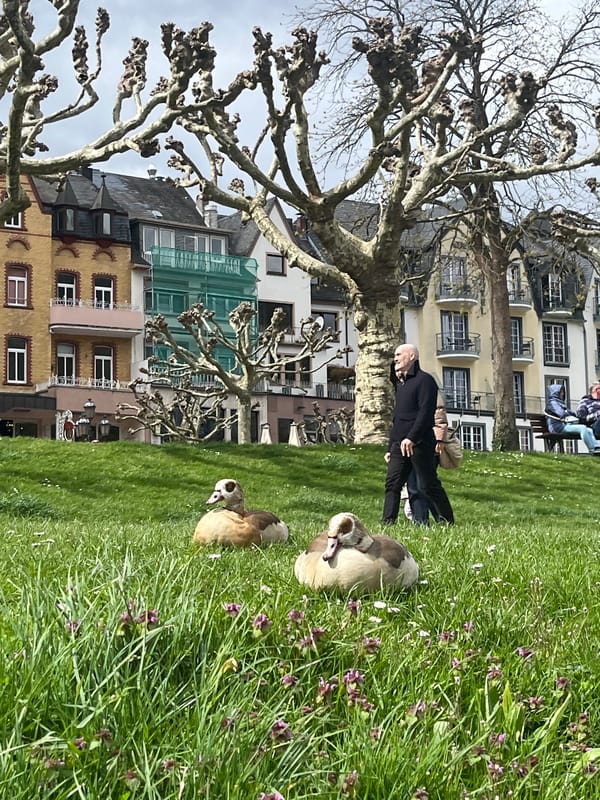 Tourist captures springtime scenes in Cochem, Germany riverside town