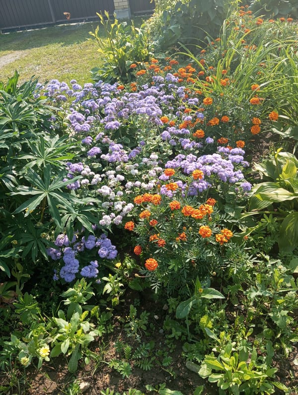 Late summer garden and street scenes full of flowers and insects