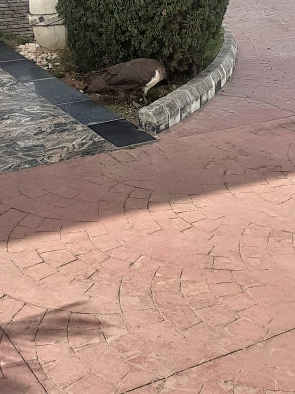Peacock displays tail feathers in garden setting
