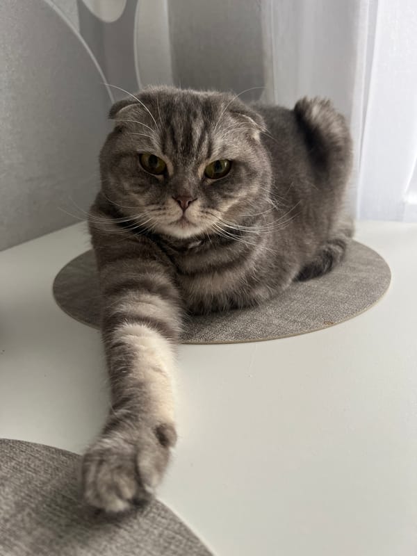 Scottish Fold cat rests on tree platform in Votkinsk
