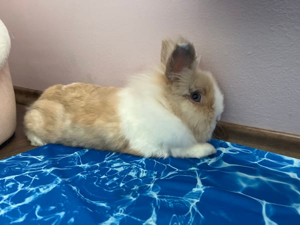 Pet rabbits observed in Sofia homes Saturday morning