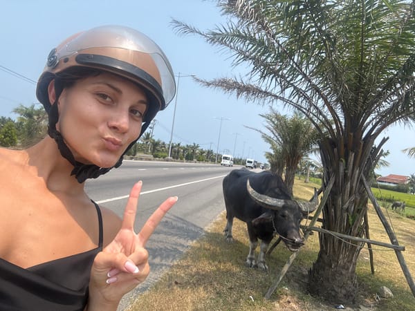 Water buffalo spotted grazing roadside in Đà Nẵng countryside