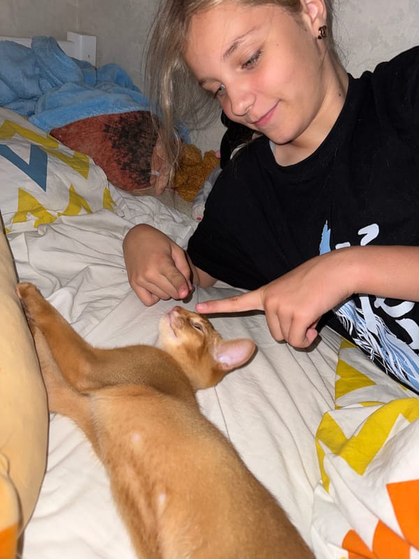 Cozy evening with orange cat in Russian bedroom