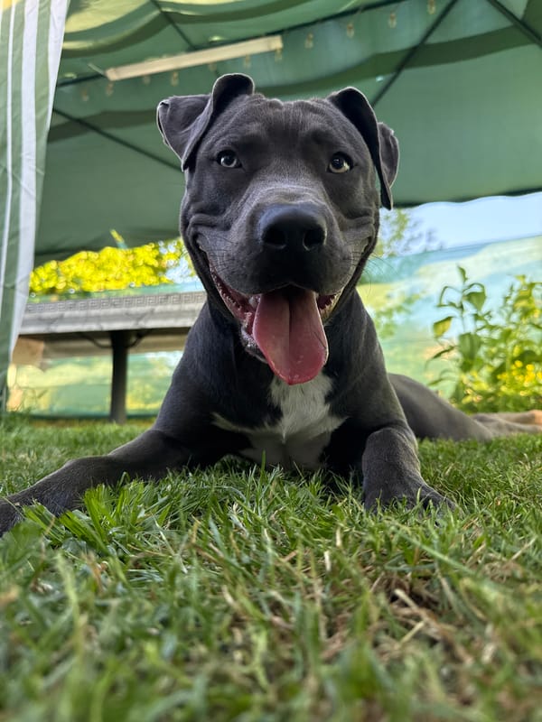 Pit bull plays in a Zornitsa backyard on a summer afternoon